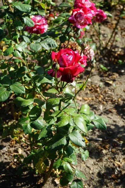 Чайно-гібридна троянда Хуліо Іглесіас у саду